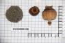 Click for 2 image(s) for this accession. Image